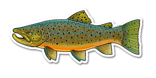 Autumn Brown Trout