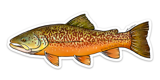 Tiger Trout Decal