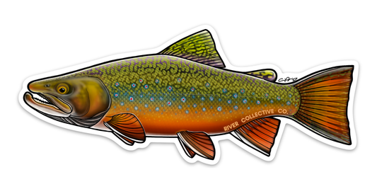 Brook Trout Decal