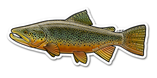 Brown Trout Decal