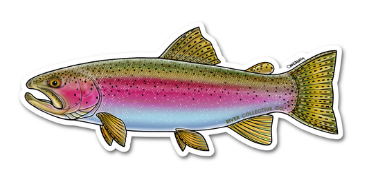 Rainbow Trout Decal